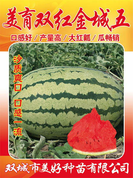 �����p�t�����